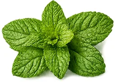 Menta en Artimovi